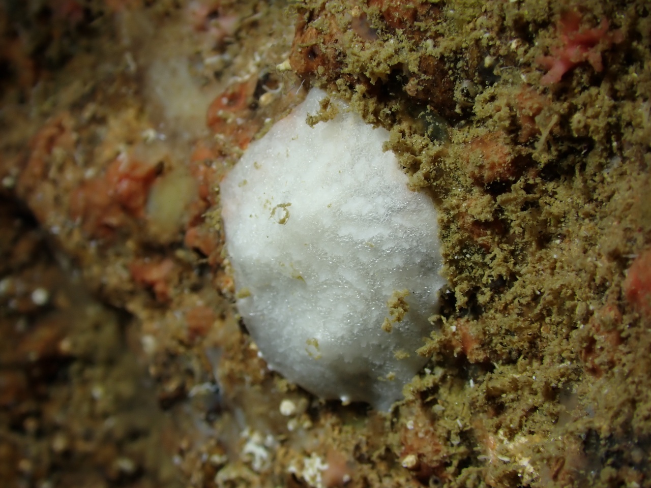 Eponge-pierre blanche - Petrobiona massiliana - <a href=' https://www.inaturalist.org/photos/426790856 '>Pierre Corbrion</a>, <a href=' https://creativecommons.org/licenses/by-nc-sa/4.0/ '>CC BY-NC-SA 4.0</a>, via iNaturalist - BioObs