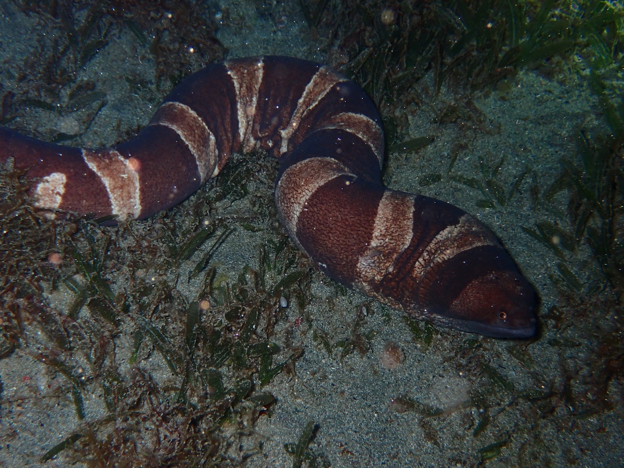 Murène anneau - Channomuraena vittata - <a href=' https://www.inaturalist.org/photos/475705513 '>jrschappert</a>, <a href='  https://creativecommons.org/licenses/by-nc/4.0/ '>CC BY-NC 4.0</a>, via iNaturalist - BioObs