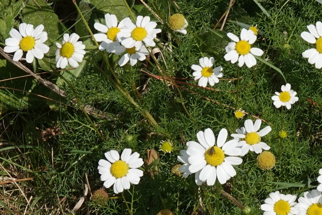Matricaire maritime - Tripleurospermum maritimum - <a href=' https://www.inaturalist.org/photos/586361691 '>Evi Gierisch</a>, <a href='  https://creativecommons.org/licenses/by-nc/4.0/ '>CC BY-NC 4.0</a>, via iNaturalist - BioObs