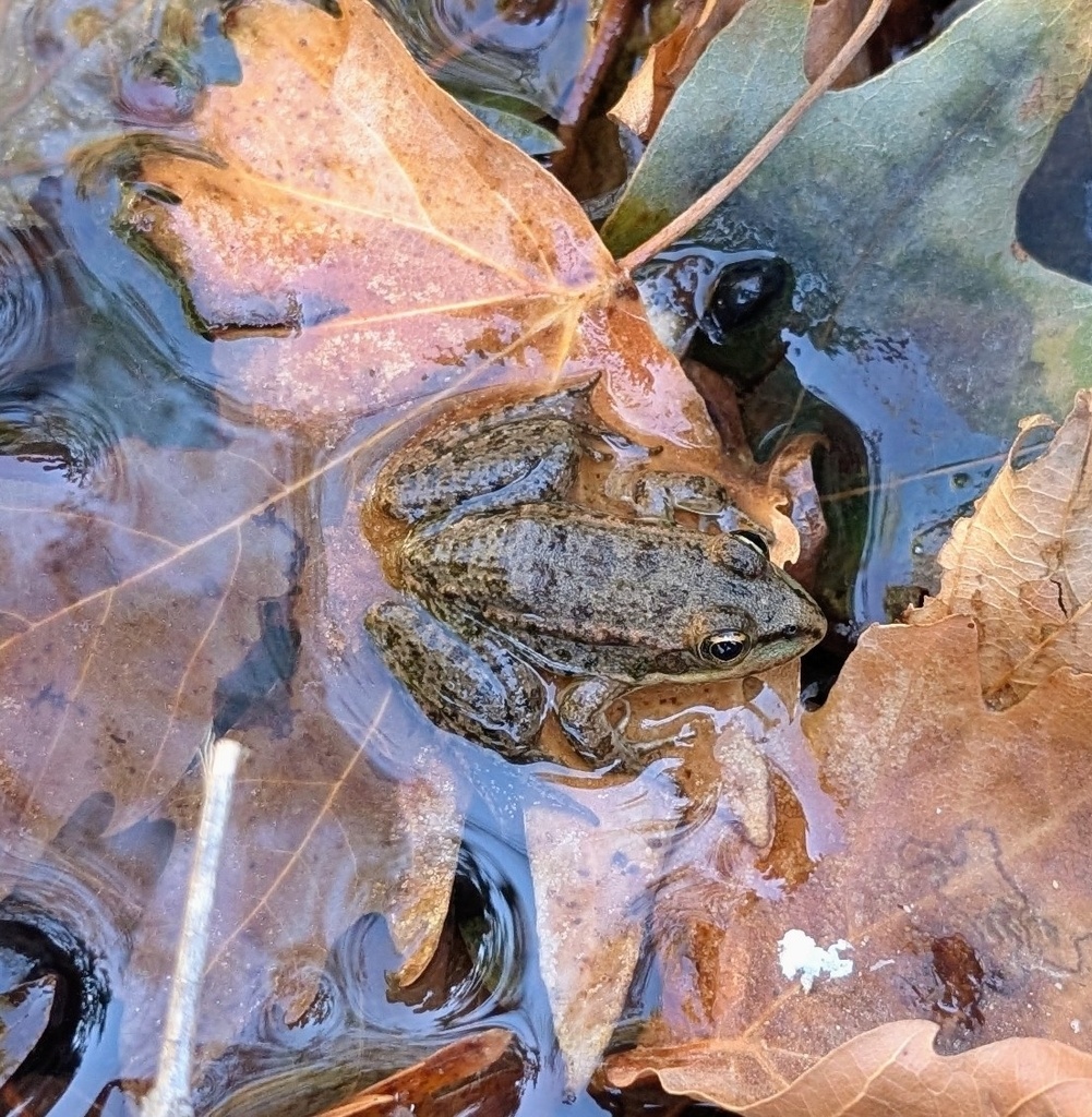 Grenouille de Bedriaga - Pelophylax bedriagae - <a href=' https://www.inaturalist.org/photos/571080581 '>hrecher</a>, <a href=' https://creativecommons.org/licenses/by-nc/4.0/ '>CC BY-NC 4.0</a>, via iNaturalist - BioObs