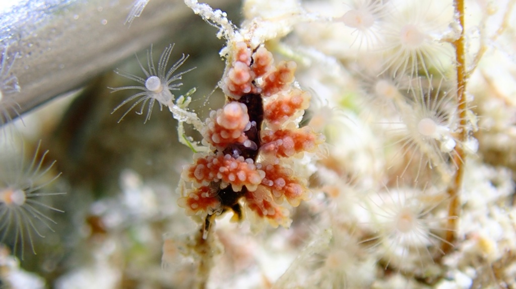 Doto des caraibes - Doto uva - <a href=' https://www.inaturalist.org/photos/407507157 '>Dave Stone</a>, <a href=' https://creativecommons.org/licenses/by-nc/4.0/ '>CC BY-NC 4.0</a>, via iNaturalist - BioObs