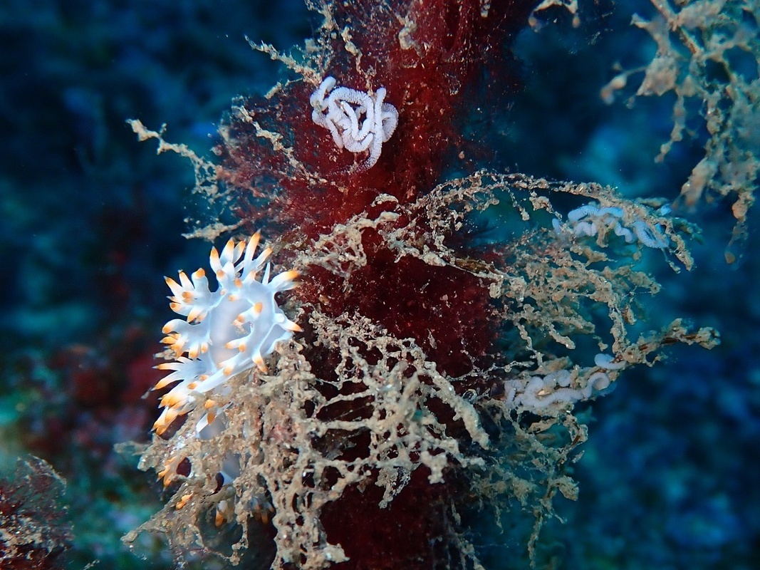 flabelline blanche ponte - Luisella babai - <a href=' https://www.inaturalist.org/photos/551493938 '>mpech</a>, <a href=' https://creativecommons.org/licenses/by-nc/4.0/ '>CC BY-NC 4.0</a>, via iNaturalist - BioObs