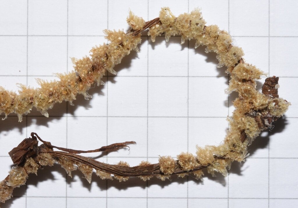 Noisette de mer ponte - Tritia mutabilis ponte - <a href=' https://www.inaturalist.org/photos/581886146 '>Lorenzo Cecchi</a>, <a href=' https://creativecommons.org/licenses/by-nc/4.0/ '>CC BY-NC 4.0</a>, via iNaturalist - BioObs