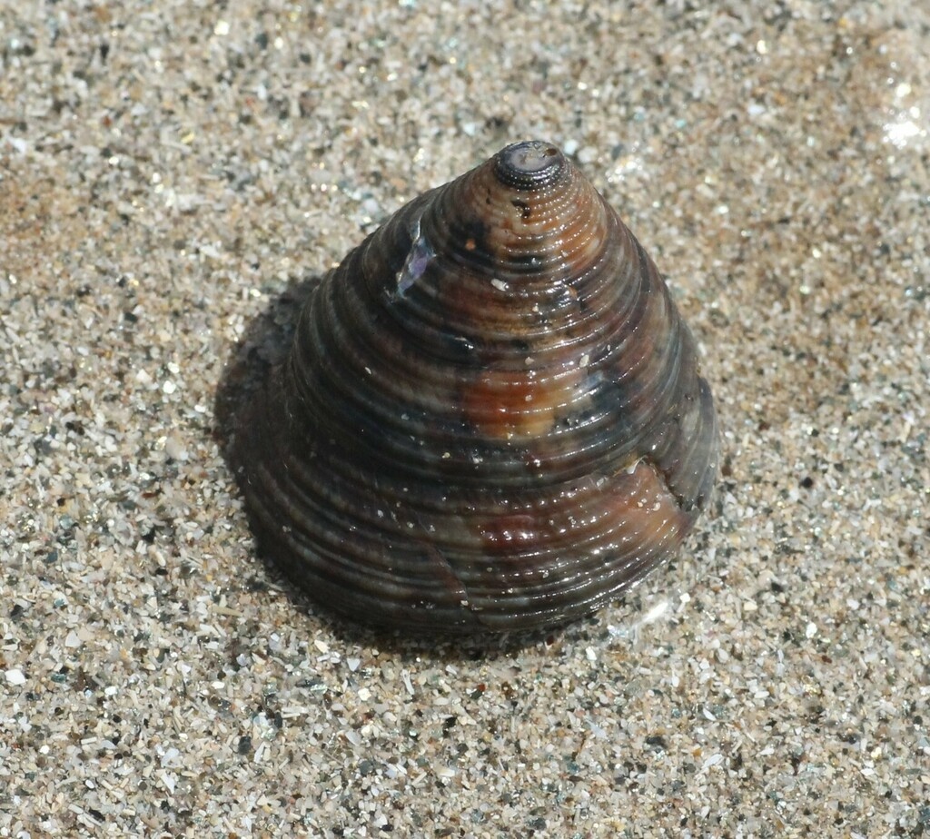 Calliostome - Calliostoma Swainson - <a href=' https://www.inaturalist.org/photos/266743596 '>Vytautas</a>, <a href=' https://creativecommons.org/licenses/by-nc/4.0/ '>CC BY-NC 4.0</a>, via iNaturalist - BioObs