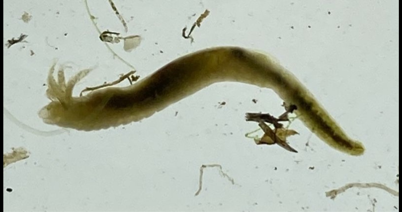 Hypanie invalide - Hypania invalida - <a href=' https://www.gbif.org/pl/occurrence/4056653780 '>Albert Dees</a>, <a href=' https://creativecommons.org/licenses/by-nc-nd/4.0/ '>CC BY-NC-ND 4.0</a>, via GBIF.org - BioObs