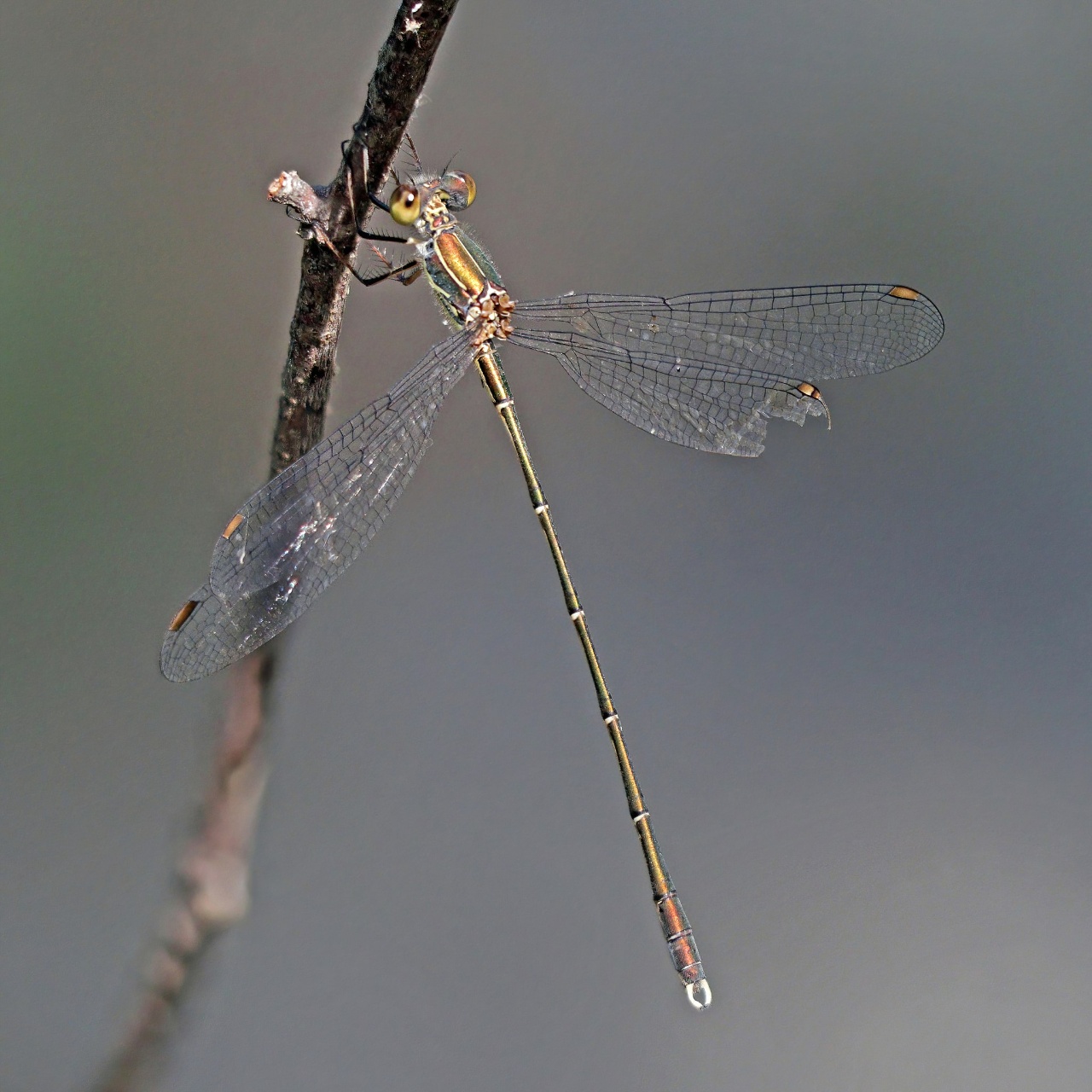 Leste italien - Chalcolestes parvidens - <a href='https://commons.wikimedia.org/wiki/File:Eastern_willow_spreadwing_(Chalcolestes_parvidens)_male.jpg'>Charles J. Sharp</a>, <a href='https://creativecommons.org/licenses/by-sa/4.0'>CC BY-SA 4.0</a>, via Wikimedia Commons - BioObs