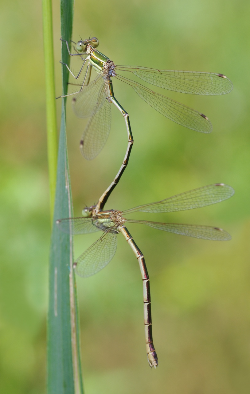 Leste sauvage - Lestes barbarus - <a href='https://commons.wikimedia.org/wiki/File:LestesBarbarusPair.jpg'>Christian Fischer</a>, <a href='https://creativecommons.org/licenses/by-sa/3.0'>CC BY-SA 3.0</a>, via Wikimedia Commons - BioObs