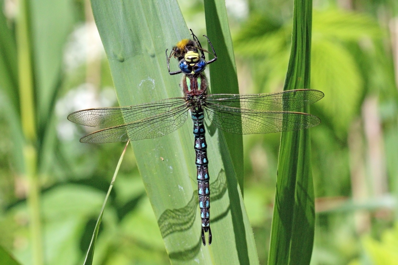 Aeschne printanière - Brachytron pratense - <a href='https://commons.wikimedia.org/wiki/File:Hairy_dragonfly_(Brachytron_pratense)_male_eating_bee.jpg'>Charles J. Sharp</a>, <a href='https://creativecommons.org/licenses/by-sa/4.0'>CC BY-SA 4.0</a>, via Wikimedia Commons - BioObs