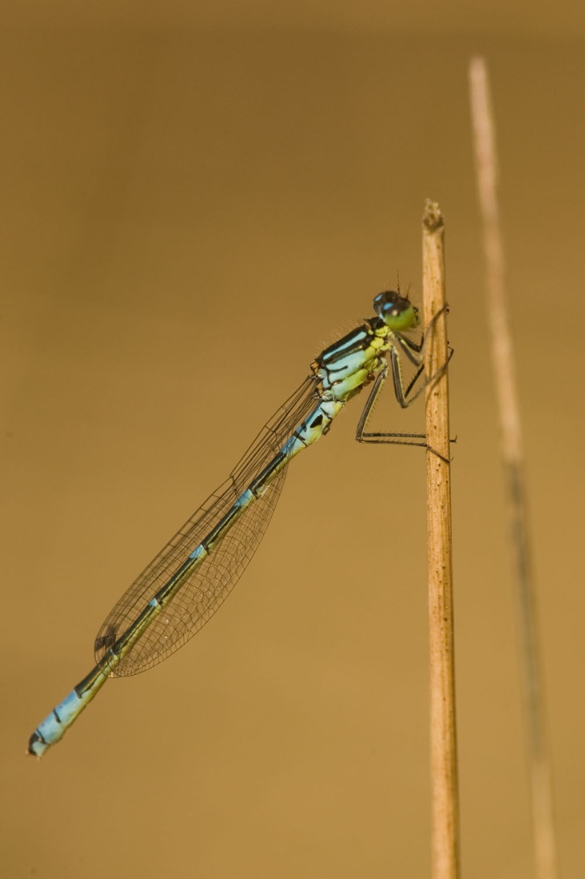 Agrion à lunules - Coenagrion lunulatum - <a href='https://commons.wikimedia.org/wiki/File:Maanwaterjuffer_man.jpg'>Johannes Klapwijk</a>, <a href='https://creativecommons.org/licenses/by-sa/4.0'>CC BY-SA 4.0</a>, via Wikimedia Commons - BioObs
