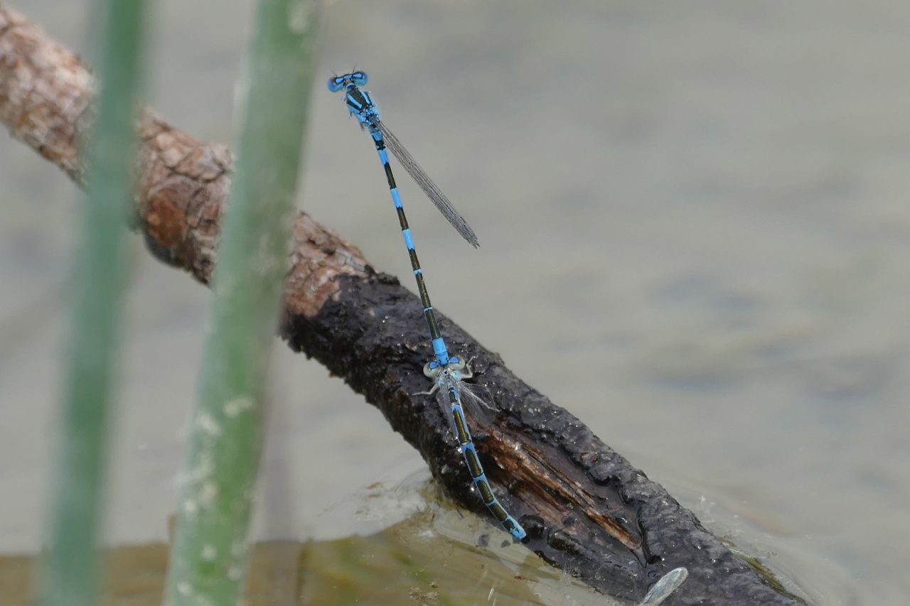 Agrion bleuissant - Coenagrion caerulescens - <a href='https://commons.wikimedia.org/wiki/File:Coenagrion_caerulescens,_ponte_en_tandem.jpg'>Jean-Michel FATON</a>, <a href='https://creativecommons.org/licenses/by-sa/4.0'>CC BY-SA 4.0</a>, via Wikimedia Commons - BioObs