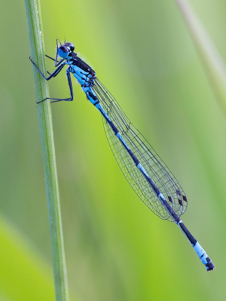 Agrion joli - Coenagrion pulchellum - <a href='https://commons.wikimedia.org/wiki/File:CoenagrionPulchellumMale.jpg'>Christian Fischer</a>, <a href='https://creativecommons.org/licenses/by-sa/3.0'>CC BY-SA 3.0</a>, via Wikimedia Commons - BioObs