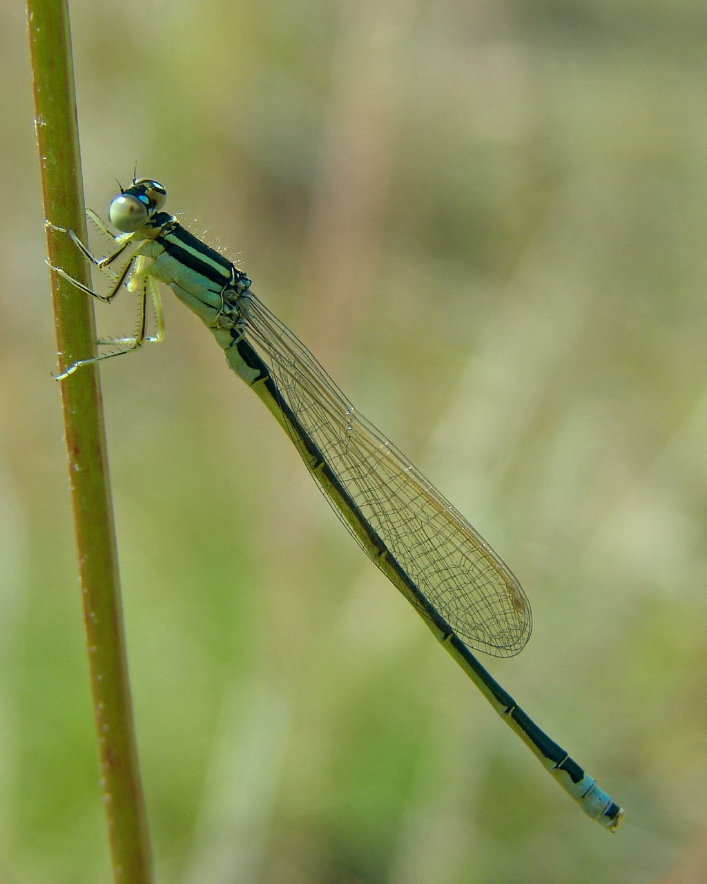 Agrion nain - Ischnura pumilio - <a href='https://commons.wikimedia.org/wiki/File:Ischnura_pumilio_M.jpg'>I, Chrumps</a>, <a href='http://creativecommons.org/licenses/by-sa/3.0/'>CC BY-SA 3.0</a>, via Wikimedia Commons - BioObs