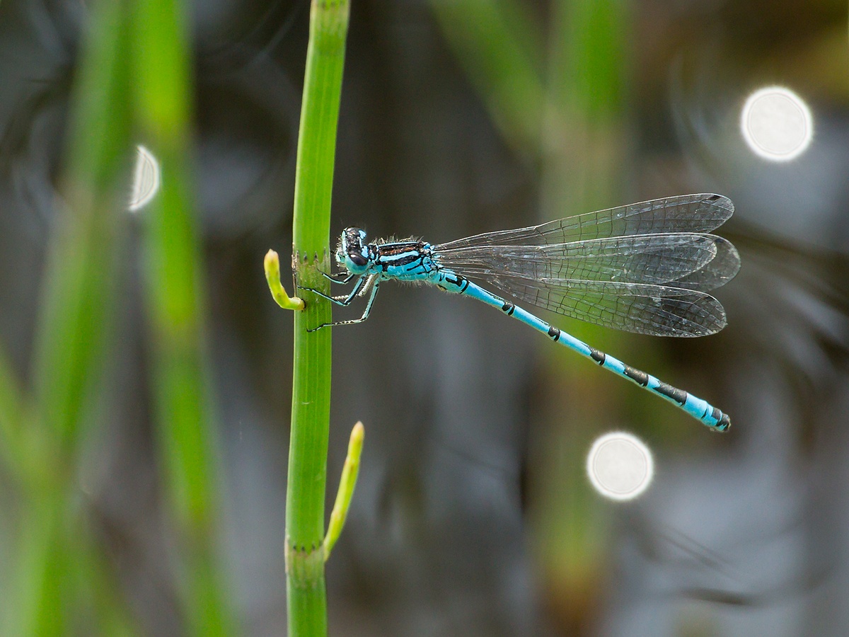 Agrion orné - Coenagrion ornatum - <a href='https://commons.wikimedia.org/wiki/File:CoenagrionOrnatum_Male.jpg'>Christian Fischer</a>, <a href='https://creativecommons.org/licenses/by-sa/4.0'>CC BY-SA 4.0</a>, via Wikimedia Commons - BioObs