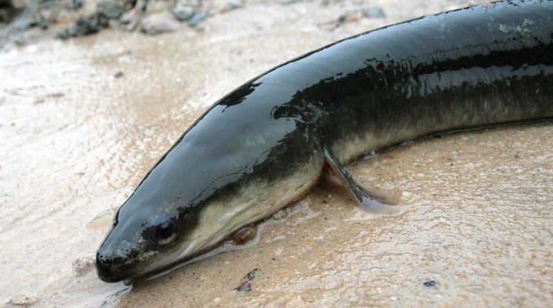 Anguille d'Amérique - Anguilla rostrata - <a href='https://commons.wikimedia.org/wiki/File:American_eel_(Anguilla_rostrata)_(4015394951).jpg' title='via Wikimedia Commons'>Clinton & Charles Robertson from RAF Lakenheath, UK & San Marcos, TX, USA & UK</a> / <a href='https://creativecommons.org/licenses/by/2.0'>CC BY</a> - BioObs