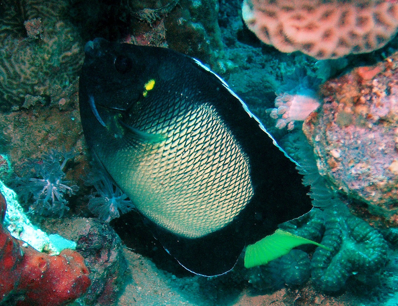 Poisson-ange d'Arabie - Apolemichthys xanthotis - <a href='https://commons.wikimedia.org/wiki/File:Arabian_Smoke-Angelfish.jpg' title='via Wikimedia Commons'>Rob</a> / <a href='https://creativecommons.org/licenses/by/2.0'>CC BY</a> - BioObs