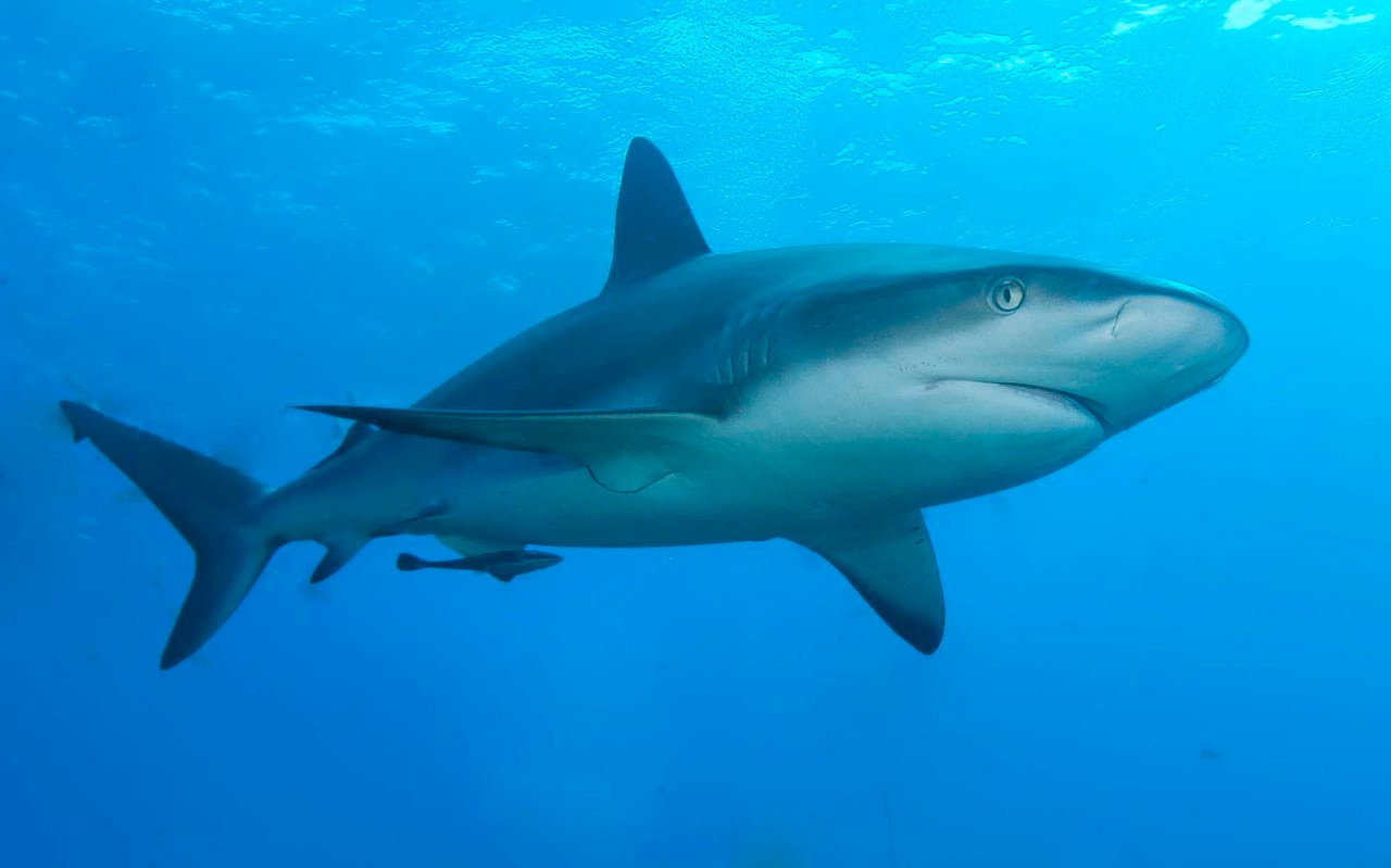 Requin caraïbe - Carcharhinus perezii - <a href='https://commons.wikimedia.org/wiki/File:Caribbean_reef_shark.jpg' title='via Wikimedia Commons'>Albert kok</a> / <a href='https://creativecommons.org/licenses/by-sa/3.0'>CC BY-SA</a> - BioObs