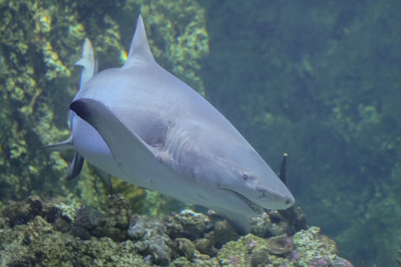 Requin limon faucille - Negaprion acutidens - <a href='https://commons.wikimedia.org/wiki/File:Fauna_de_Australia07.JPG' title='via Wikimedia Commons'>Diego Delso</a> / <a href='https://creativecommons.org/licenses/by-sa/3.0'>CC BY-SA</a> - BioObs