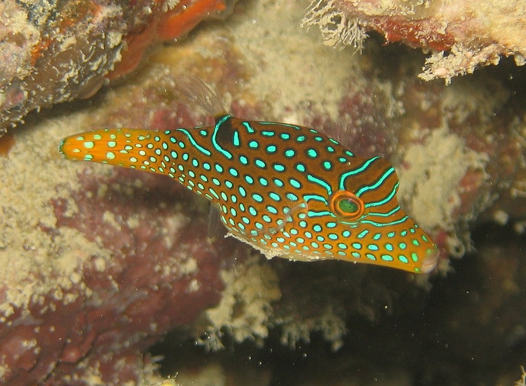 Canthigaster papou - Canthigaster papua - <a href='https://commons.wikimedia.org/wiki/File:Canthigaster_papua.jpg' title='via Wikimedia Commons'>Dr. Dwayne Meadows, NOAA/NMFS/OPR</a> / Public domain - BioObs