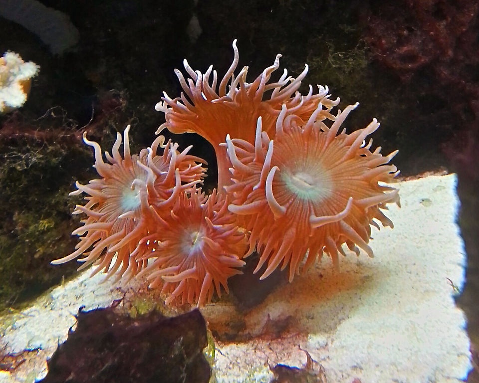 Catalaphyllia - Catalaphyllia jardinei - <a href='https://commons.wikimedia.org/wiki/File:Elegance-coral-catalaphyllia-jardinei.jpg' title='via Wikimedia Commons'>Kazvorpal</a> / <a href='https://creativecommons.org/licenses/by-sa/3.0'>CC BY-SA</a> - BioObs