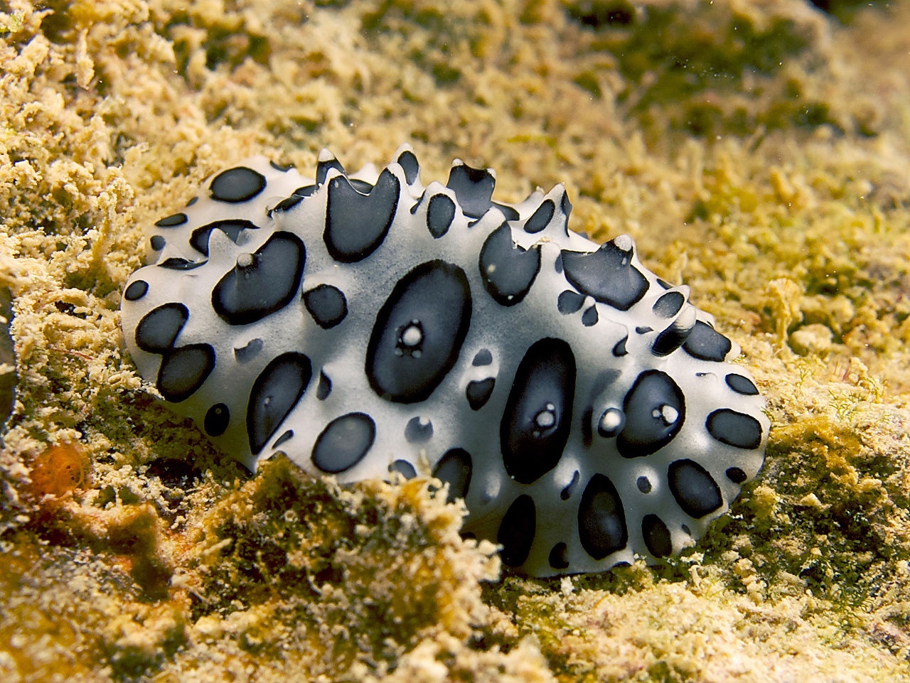 Phyllidie dalmatienne - Ceratophyllidia papilligera - <a href='https://commons.wikimedia.org/wiki/File:Phyllidiopsis_papilligera_(Black-spotted_Nudibranch_-_North_Haiti).jpg' title='via Wikimedia Commons'>Nhobgood Nick Hobgood</a> / <a href='https://creativecommons.org/licenses/by-sa/3.0'>CC BY-SA</a> - BioObs