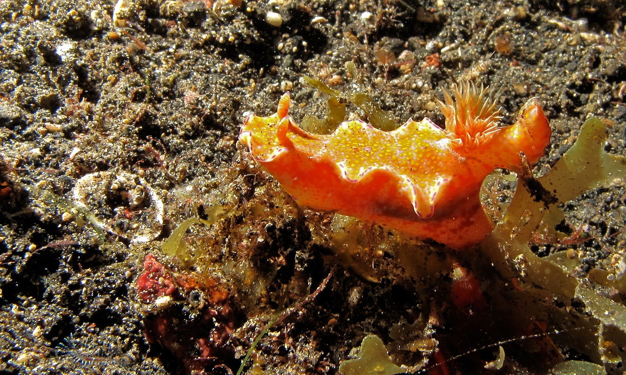 Cératosome ténue - Ceratosoma tenue - <a href='https://commons.wikimedia.org/wiki/File:Sea_Slug_(Ceratosoma_tenue)_(8461287521).jpg' title='via Wikimedia Commons'>Bernard DUPONT from FRANCE</a> / <a href='https://creativecommons.org/licenses/by-sa/2.0'>CC BY-SA</a> - BioObs