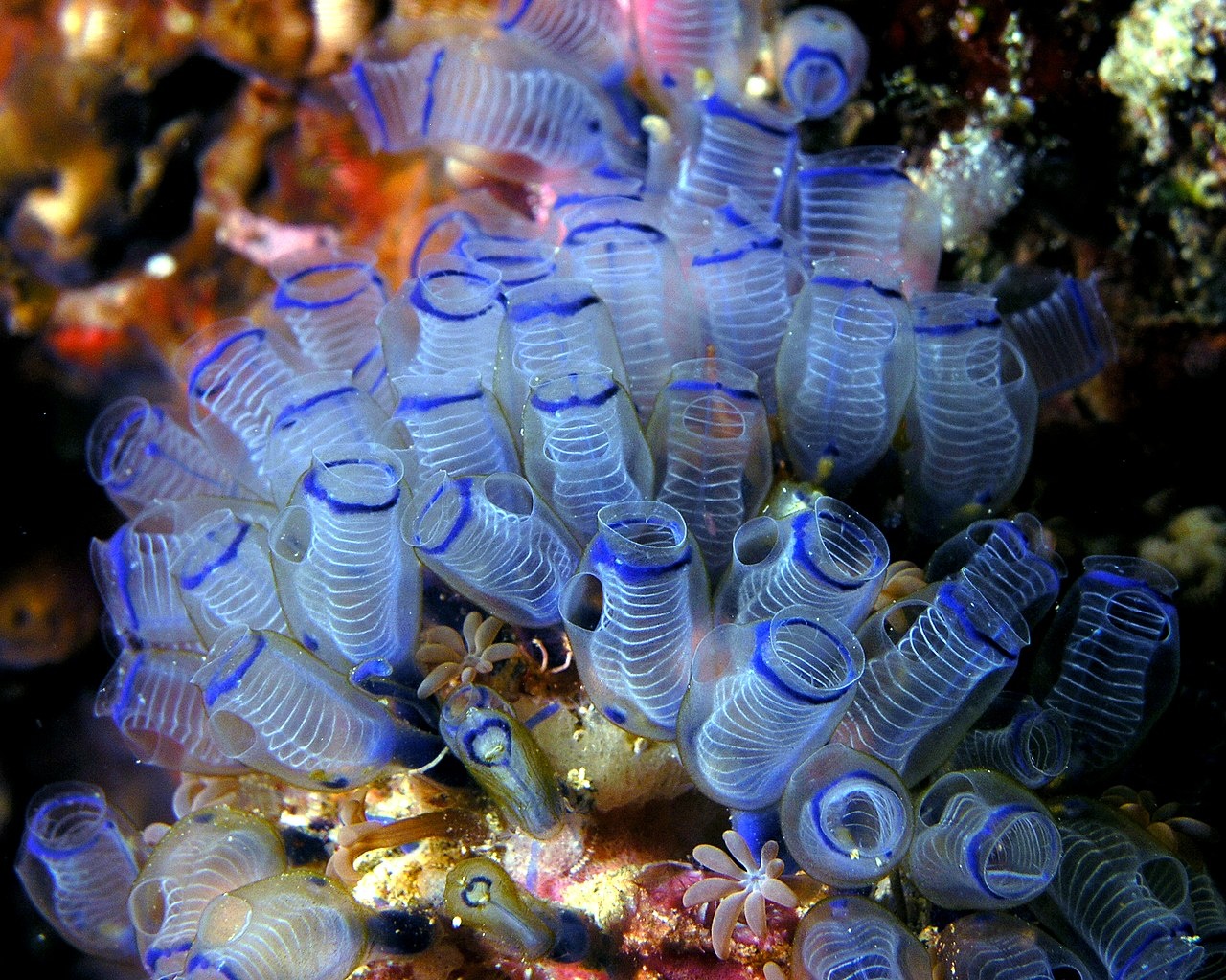 Claveline bleue tropicale - Clavelina moluccensis - <a href='https://commons.wikimedia.org/wiki/File:Bluebell_tunicates_Nick_Hobgood.jpg' title='via Wikimedia Commons'>Nhobgood</a> / <a href='https://creativecommons.org/licenses/by-sa/3.0'>CC BY-SA</a> - BioObs