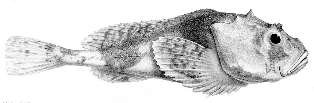 Cotte polaire - Cottunculus microps - <a href='https://commons.wikimedia.org/wiki/File:Cottunculus_microps1.jpg' title='via Wikimedia Commons'>R. Mintern</a> / Public domain - BioObs