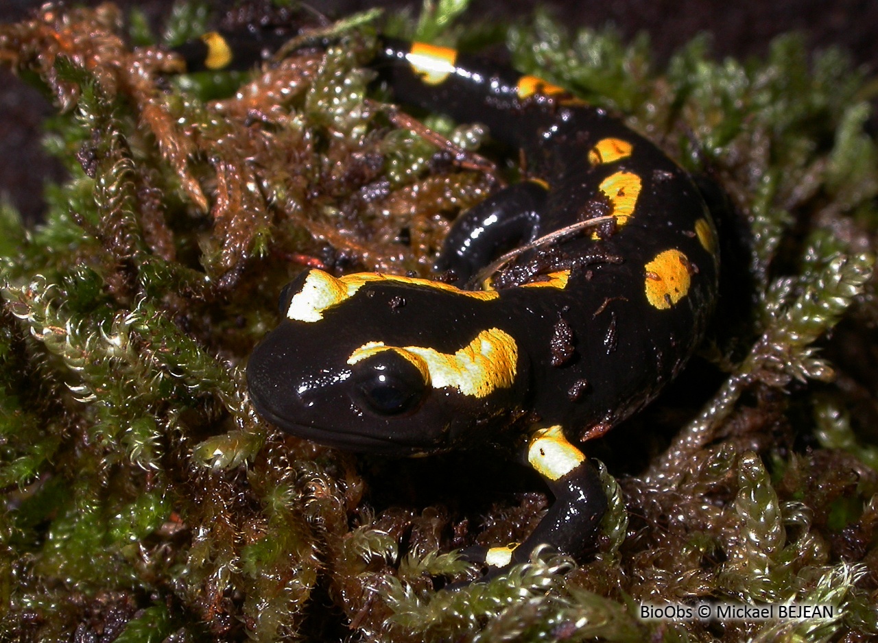 Salamandre - Salamandra salamandra - Mickael BEJEAN - BioObs