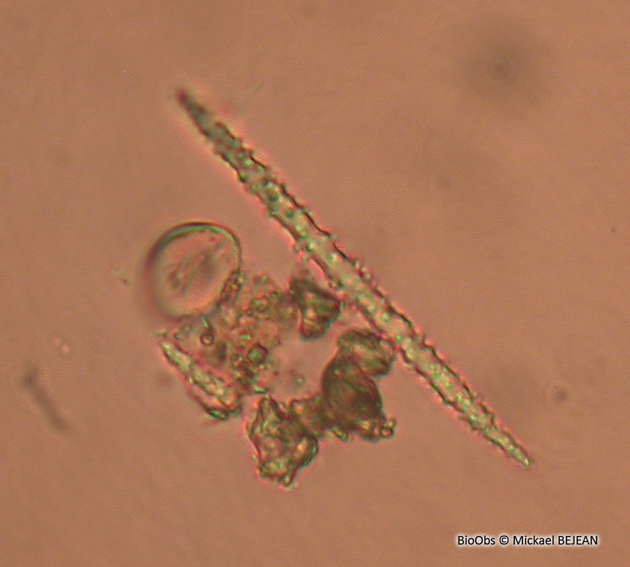 Eponge d'eau douce - Spongilla lacustris - Mickael BEJEAN - BioObs