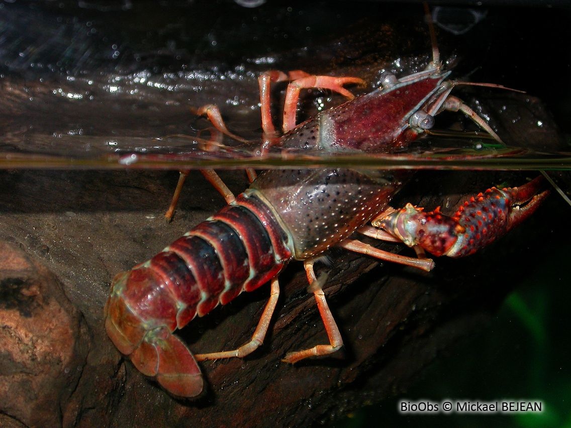 Ecrevisse rouge de Louisiane - Procambarus clarkii - Mickael BEJEAN - BioObs