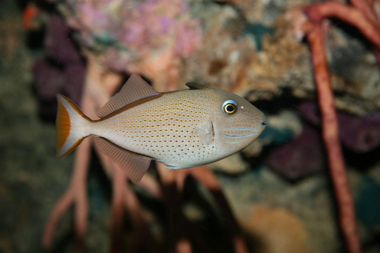 Baliste des sargasses - Xanthichthys ringens - <a href='https://commons.wikimedia.org/wiki/File:Sargassum_Triggerfish_(Xanthichthys_ringens).jpg' title='via Wikimedia Commons'>Cliff</a> / <a href='https://creativecommons.org/licenses/by/2.0'>CC BY</a> - BioObs