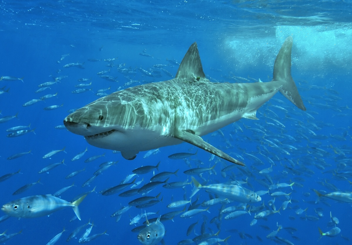 Grand requin blanc - Carcharodon carcharias - <a href='https://commons.wikimedia.org/wiki/File:White_shark.jpg' title='via Wikimedia Commons'>Terry Goss</a> / <a href='http://creativecommons.org/licenses/by-sa/3.0/'>CC BY-SA</a> - BioObs