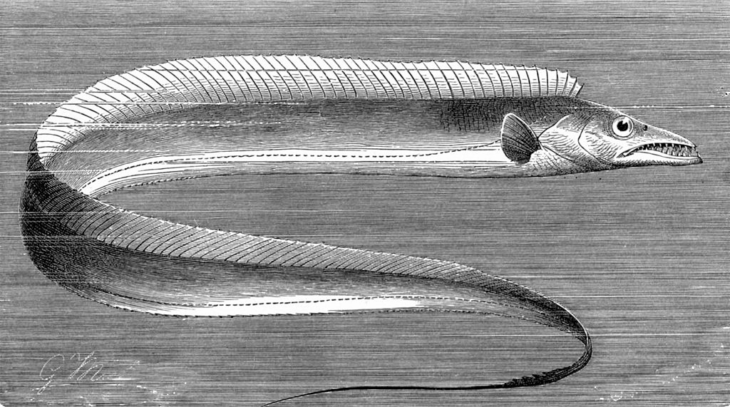 Sabre argenté - Lepidopus caudatus - <a href='https://commons.wikimedia.org/wiki/File:Drawing_of_Lepidopus_caudatus_from_The_Royal_Natural_History_(1896).jpg' title='via Wikimedia Commons'>G.M.</a> / Public domain - BioObs