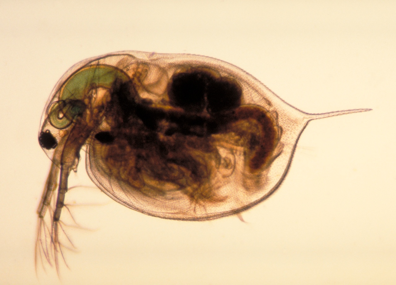 Cladocères - Cladocera - <a href='https://commons.wikimedia.org/wiki/File:Daphnia_magna.png' title='via Wikimedia Commons'>see Source</a> / <a href='https://creativecommons.org/licenses/by/2.5'>CC BY</a> - BioObs