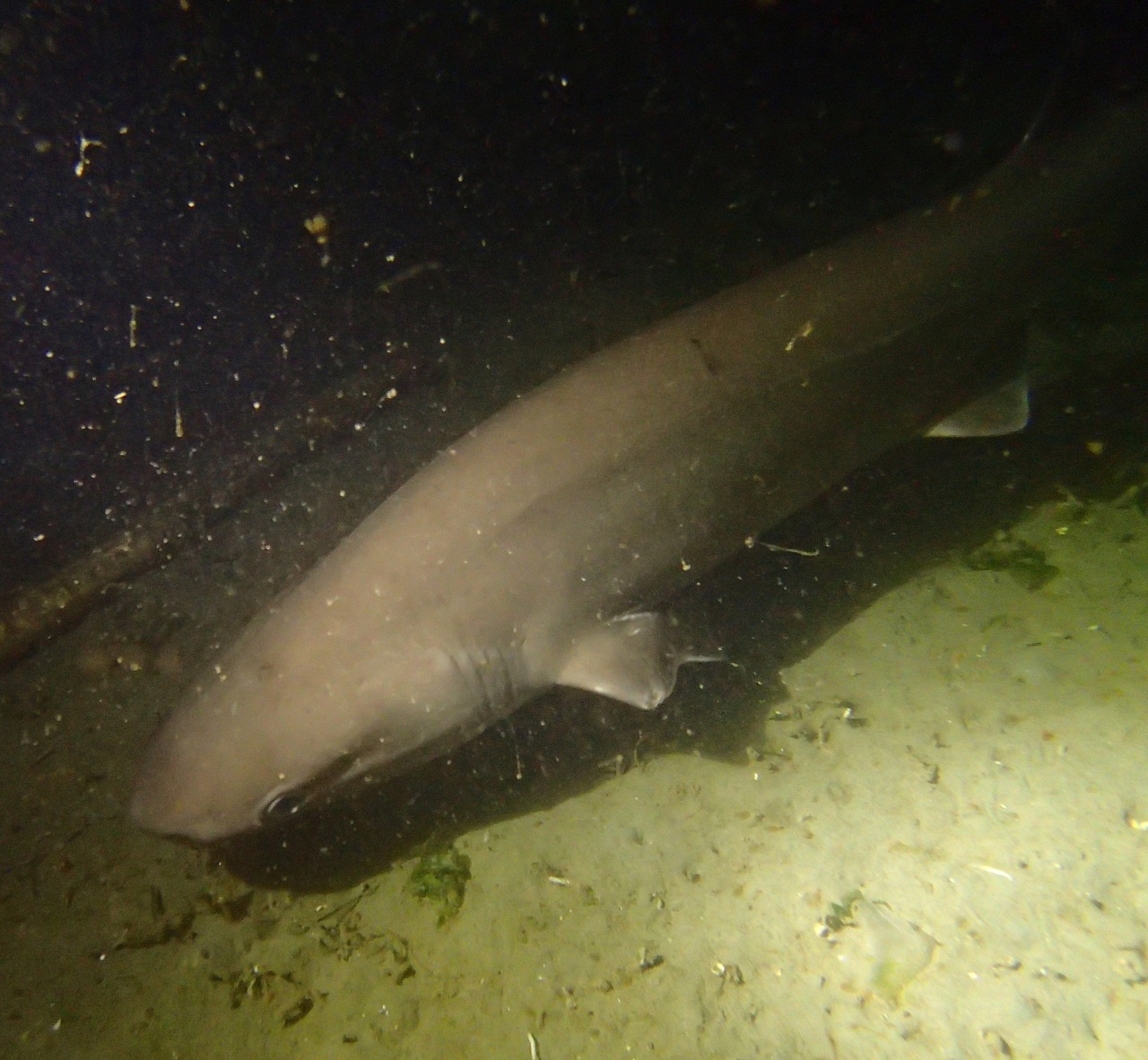 Requin griset - Hexanchus griseus - <a href='  https://inaturalist.ca/photos/94498043 '>Sara Thiebaud</a>, <a href=' https://creativecommons.org/licenses/by-nc/4.0/ '>CC BY-NC 4.0</a>, via iNaturalist - BioObs