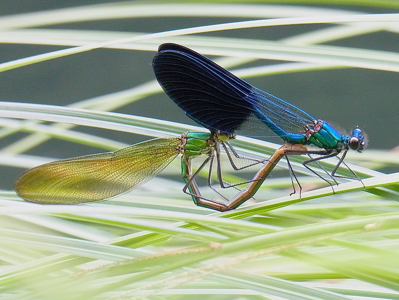 Calopteryx occitan - Calopteryx xanthostoma - <a href='https://commons.wikimedia.org/wiki/File:Calopteryx_xanthostoma_couple2.jpg'>Siga</a>, <a href='https://creativecommons.org/licenses/by-sa/3.0'>CC BY-SA 3.0</a>, via Wikimedia Commons - BioObs