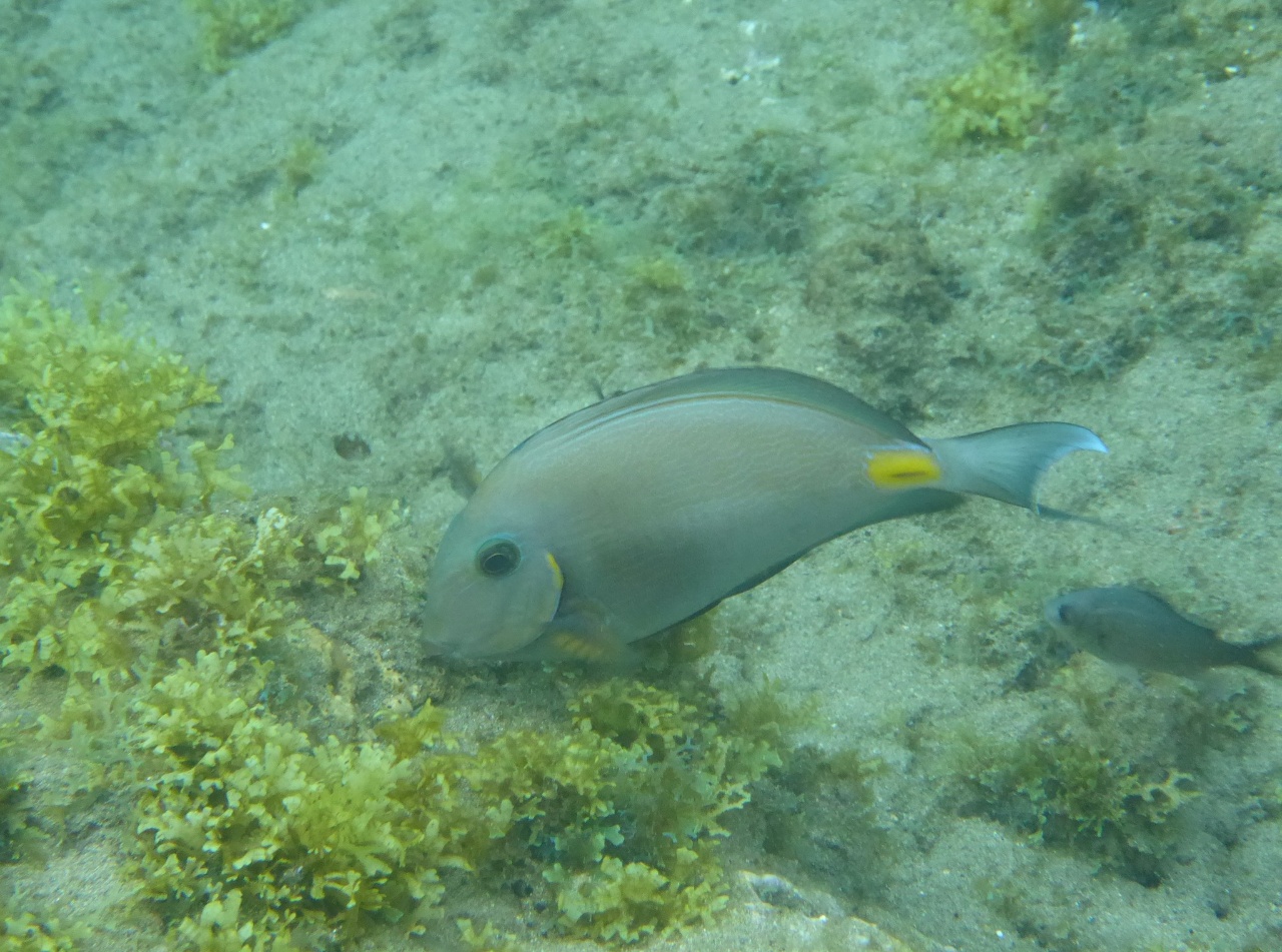Chirurgien Ouest Africain - Acanthurus monroviae - <a href='  https://www.inaturalist.org/photos/138080557 '>thibaudaronson</a>, <a href=' https://creativecommons.org/licenses/by-sa/4.0/  '>CC BY-SA 4.0</a>, via iNaturalist - BioObs