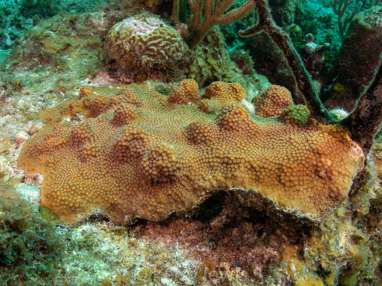 Corail étoile en bloc - Orbicella franksi - <a href=' https://www.inaturalist.org/photos/118977462 '>Kerry Lewis</a>, <a href=' https://creativecommons.org/licenses/by-nc/4.0/ '>CC BY-NC 4.0</a>, via iNaturalist - BioObs