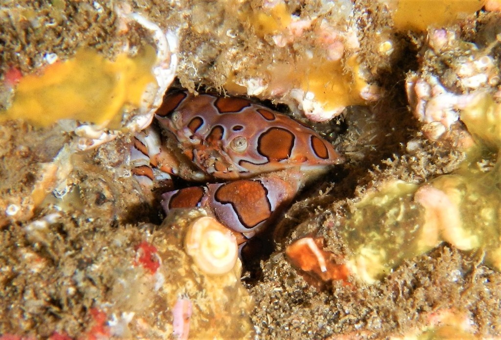 Crabe arlequin - Platypodiella picta - <a href=' https://www.inaturalist.org/photos/160622987 '>Rino</a>, <a href=' https://creativecommons.org/licenses/by-nc/4.0/  '>CC BY-NC 4.0</a>, via iNaturalist - BioObs