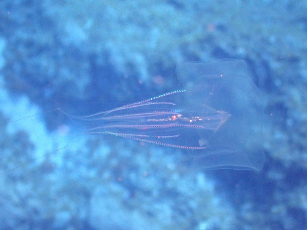 Cténophore à points rouges - Eurhamphaea vexilligera - <a href=' https://www.inaturalist.org/photos/454502099 '>Ben Jobson</a>, <a href=' https://creativecommons.org/licenses/by/4.0/ '>CC BY 4.0</a>, via iNaturalist - BioObs