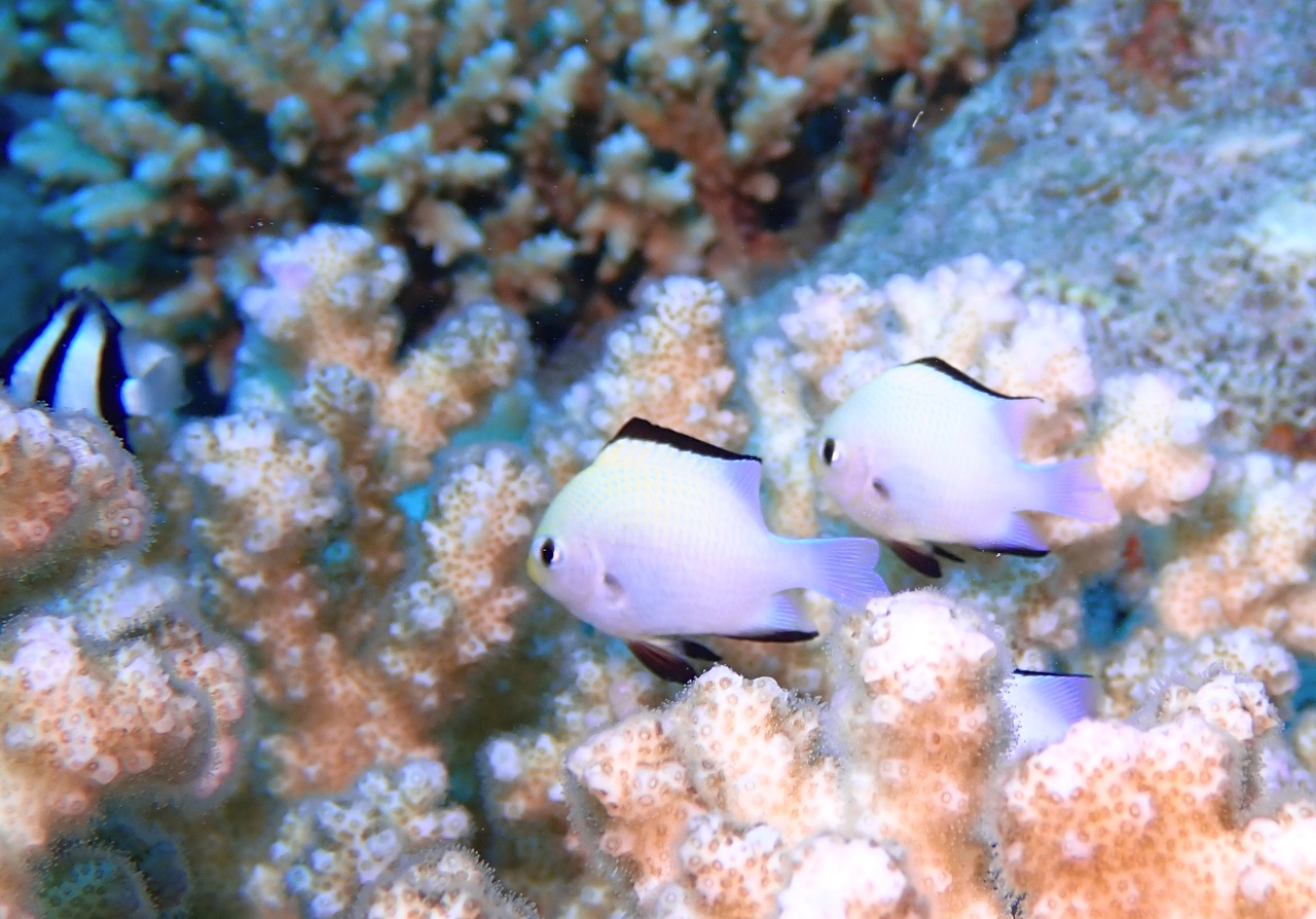 Dascyllus de la Mer Rouge - Dascyllus marginatus - <a href=' https://www.inaturalist.org/photos/449103466 '>sandra_bracun</a>, <a href=' https://creativecommons.org/licenses/by-nc/4.0/  '>CC BY-NC 4.0</a>, via iNaturalist - BioObs