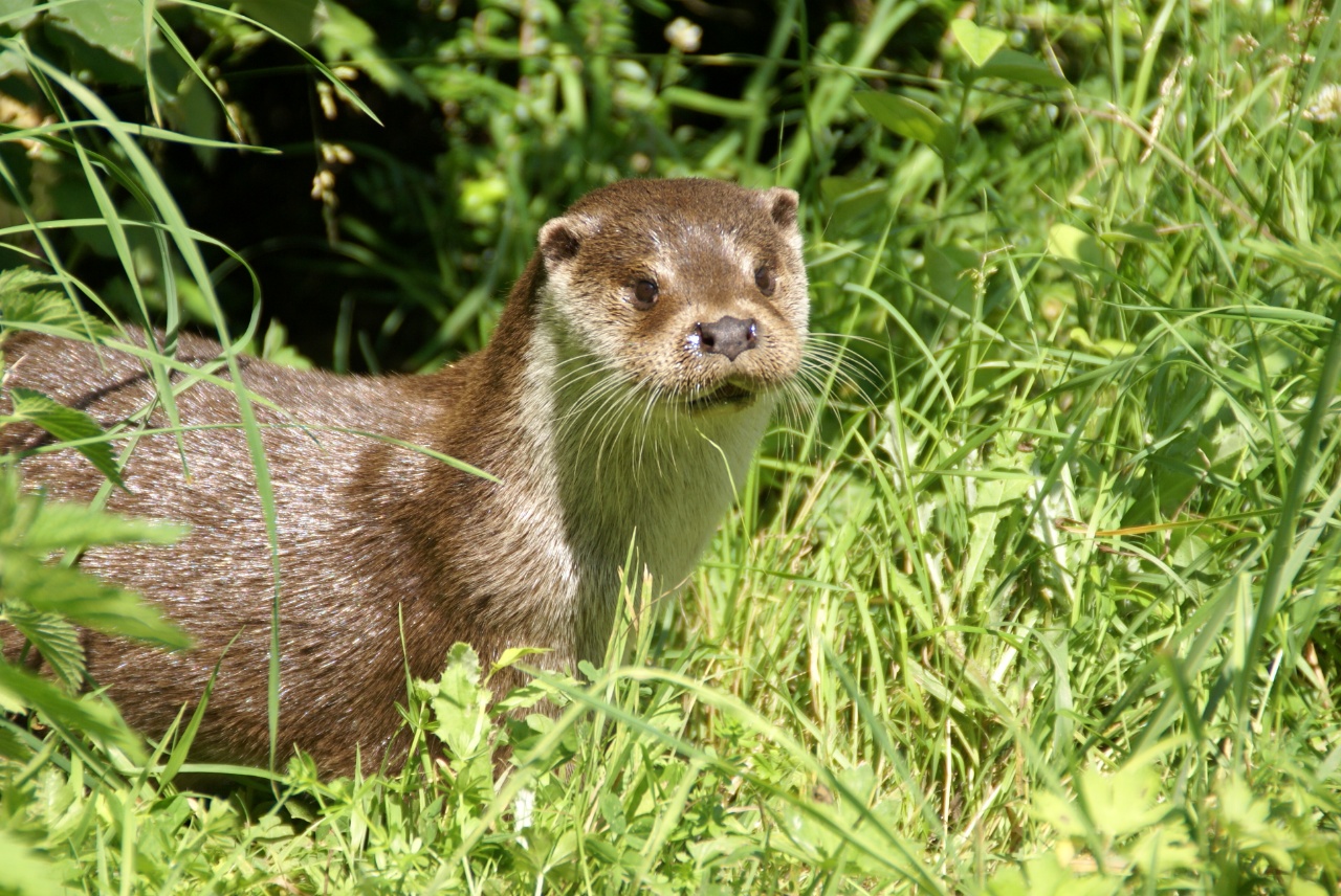 Loutre d'Europe - Lutra lutra - <a href='https://commons.wikimedia.org/wiki/File:Loutre_europ%C3%A9enne.jpg' title='via Wikimedia Commons'>Creator:Fabrice CAPBER</a> / <a href='https://creativecommons.org/licenses/by-sa/3.0'>CC BY-SA</a> - BioObs