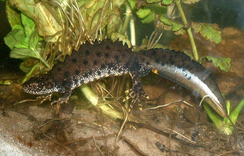 Triton crêté - Triturus cristatus - <a href='https://commons.wikimedia.org/wiki/File:Kammmolchmaennchen.jpg' title='via Wikimedia Commons'>Rainer Theuer.</a> / Public domain - BioObs