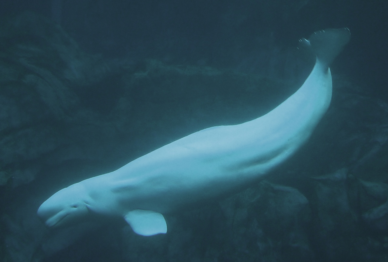 Bélouga - Delphinapterus leucas - <a href='https://commons.wikimedia.org/wiki/File:Beluga03.jpg' title='via Wikimedia Commons'>(Greg5030)</a> / <a href='https://creativecommons.org/licenses/by-sa/3.0'>CC BY-SA</a> - BioObs