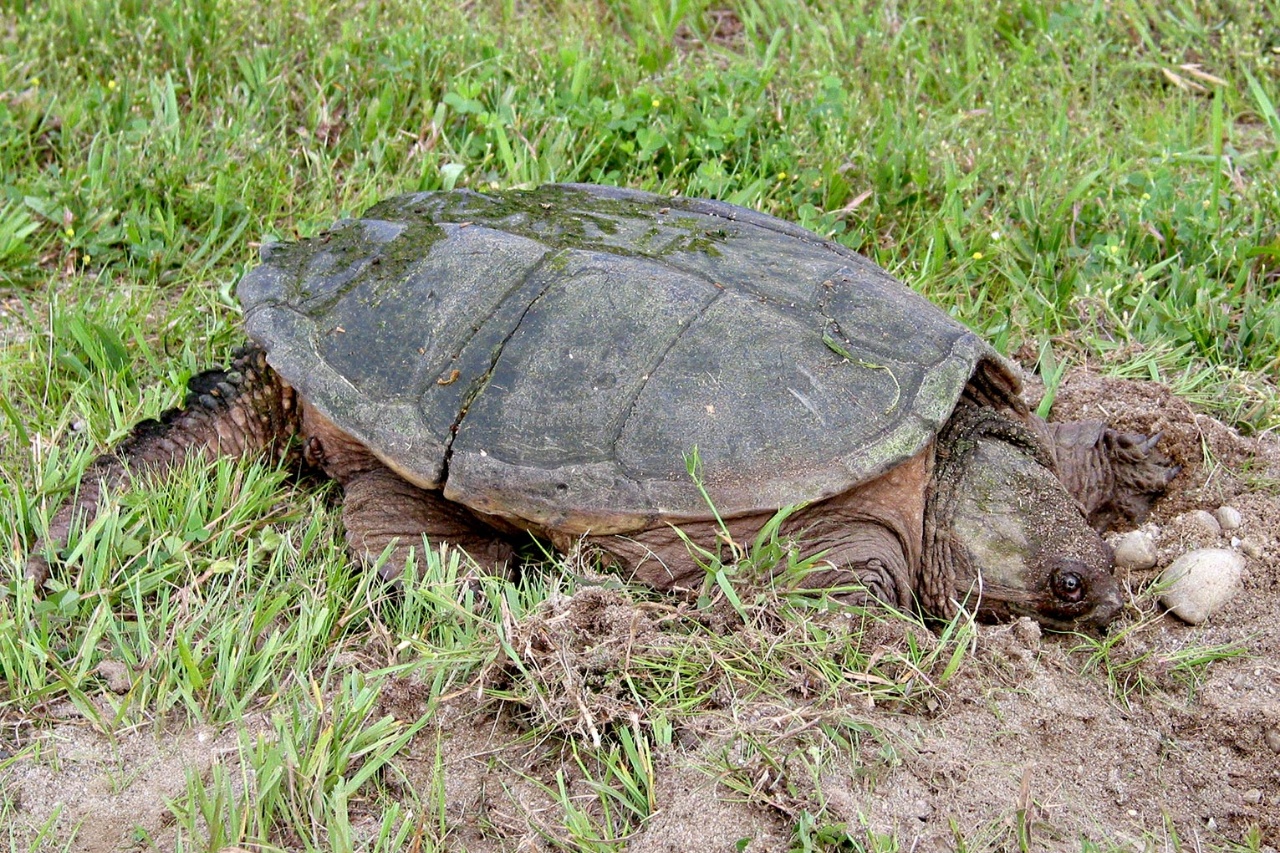 Tortue serpentine - Chelydra serpentina - <a href='https://commons.wikimedia.org/wiki/File:Snapping_turtle_1_md.jpg' title='via Wikimedia Commons'>User:Moondigger</a> / <a href='https://creativecommons.org/licenses/by-sa/2.5'>CC BY-SA</a> - BioObs