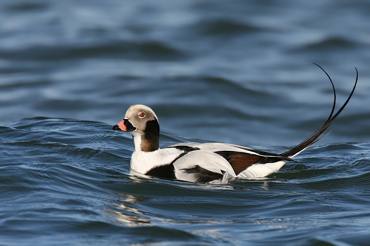 Harelde boréale - Clangula hyemalis - <a href='https://commons.wikimedia.org/wiki/File:Long-tailed-duck.jpg' title='via Wikimedia Commons'>Wolfgang Wander</a> / <a href='http://creativecommons.org/licenses/by-sa/3.0/'>CC BY-SA</a> - BioObs