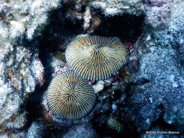 Corail-champignon des Paumotu - Pleuractis paumotensis - Alain Mayoux - BioObs