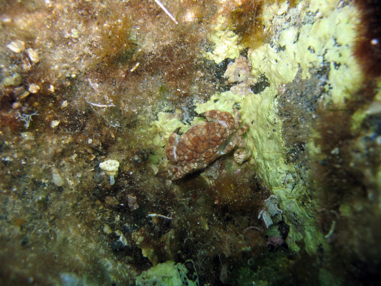 Crabe bosselé - Paractaea monodi - <a href='   https://inaturalist.ca/photos/112236877 '>Lara Orselli</a>, <a href=' https://creativecommons.org/licenses/by-nc/4.0/ '>CC BY-NC 4.0</a>, via iNaturalist - BioObs
