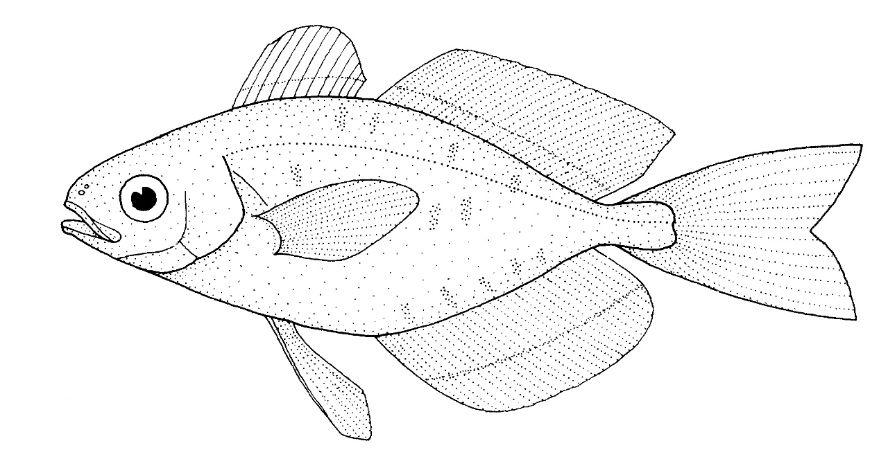 Dérivant gélatineux - Psenes pellucidus - <a href='https://commons.wikimedia.org/wiki/File:Psenes_pellucidus_(Bluefin_driftfish).gif'>Dr Tony Ayling</a>, <a href='https://creativecommons.org/licenses/by-sa/1.0'>CC BY-SA 1.0</a>, via Wikimedia Commons - BioObs