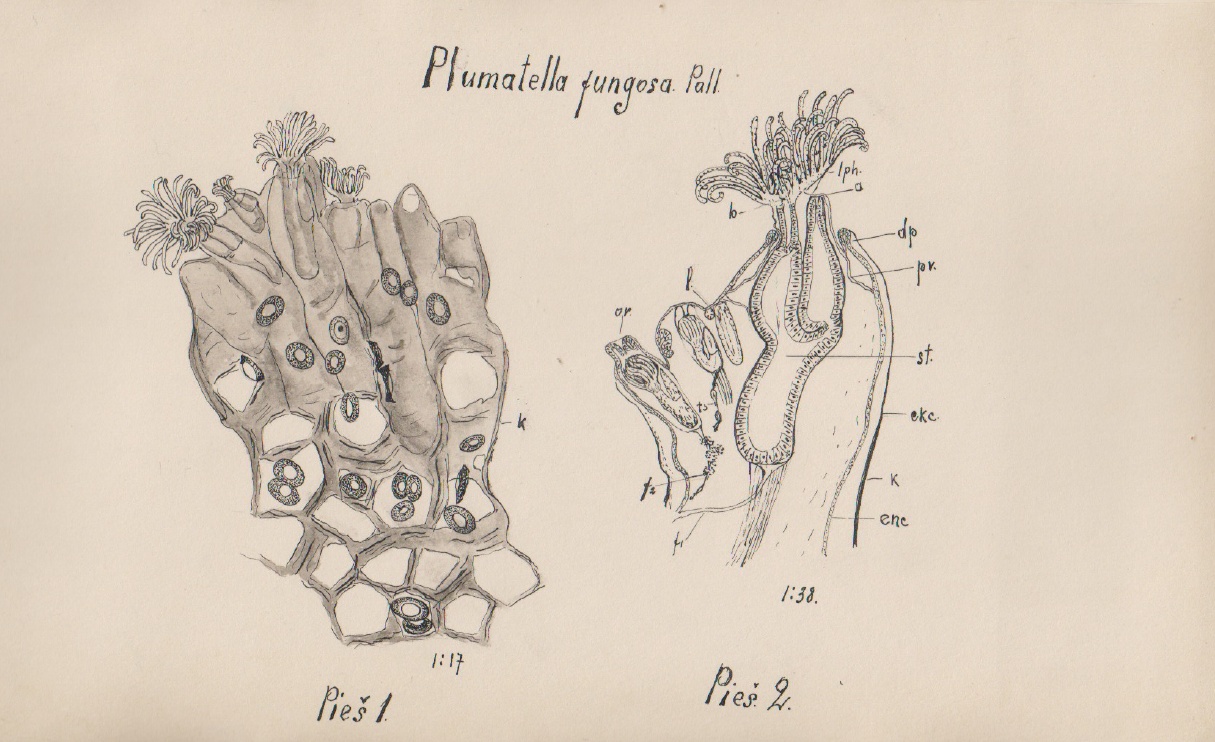 Plumatelle fongoïde - Plumatella fungosa - <a href='https://commons.wikimedia.org/wiki/File:Plumatella_fungosa.png'>Bronė Pajiedaitė</a>, Public domain, via Wikimedia Commons - BioObs
